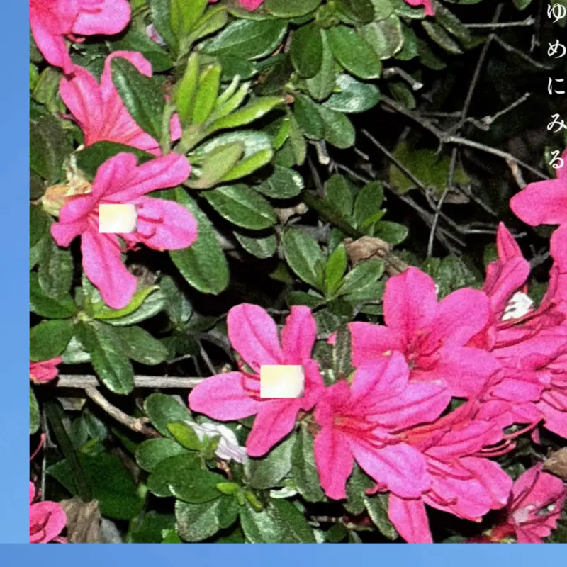 「ゆめにみる」のジャケット写真